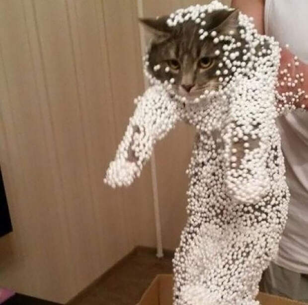 кошки которые пожалели о своем выборе 