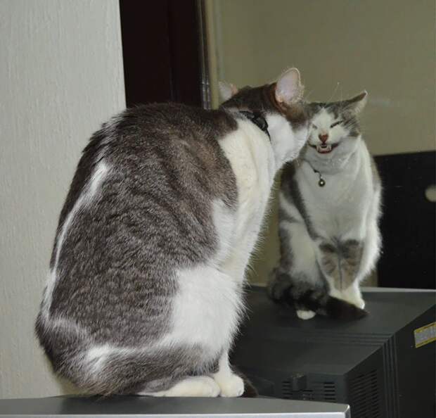 смешные коты, кошки которые ведут себя странно