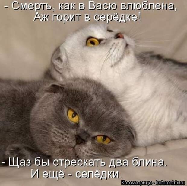 Свежая котоматрица на Бугаге (37 фото)