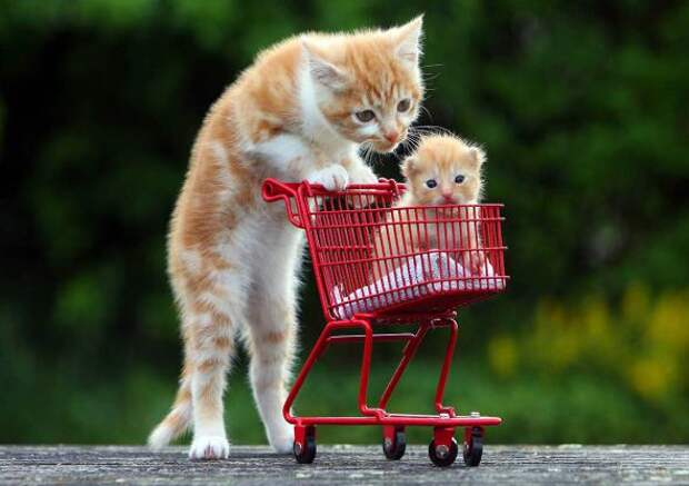 Котики