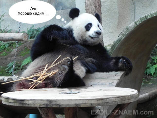 Панда в зоопарке Чангмая