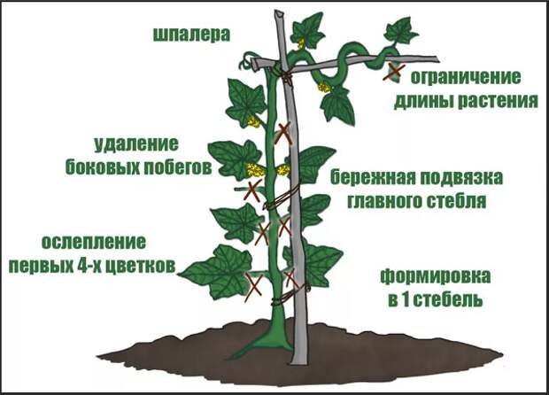 По улицам ходили большие крокодилы,а наши аллигаторы гибриды-огурцы .