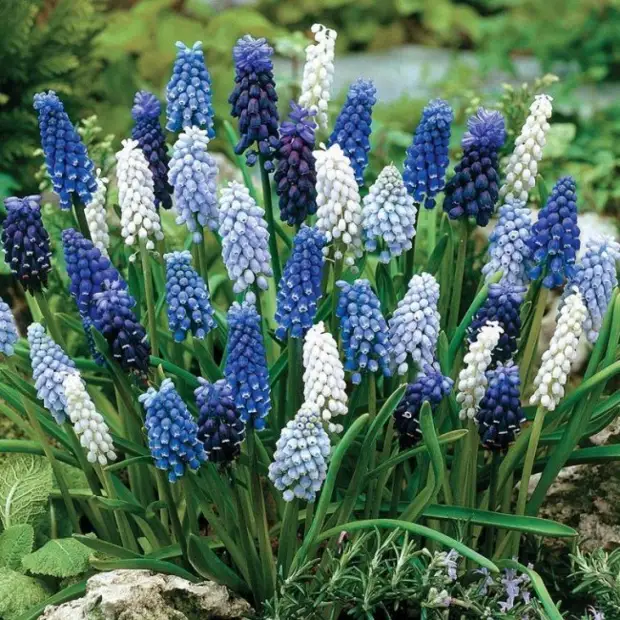 Стандартный цветок мускари имеет оттенок от синего до белого