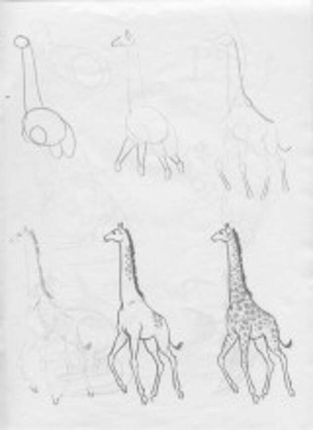 Жираф поэтапно для детей. Жираф поэтапное рисование. Этапы рисования жирафа для детей. Жираф пошаговое рисование для детей. Поэтапное рисование жирафа для дошкольников.