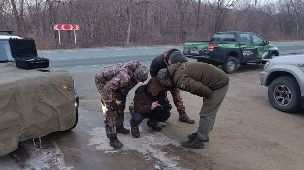 Амурский тигр попал под колеса автомобиля в Приморском крае