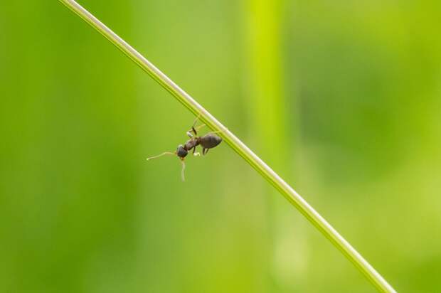 Необычный вид муравьев, где все особи — королевы, нашли в Японии
