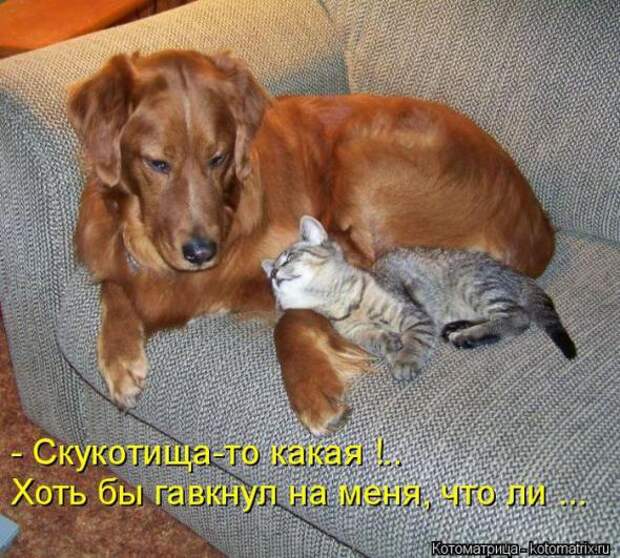 Котоматрицы(картинки с надписями)