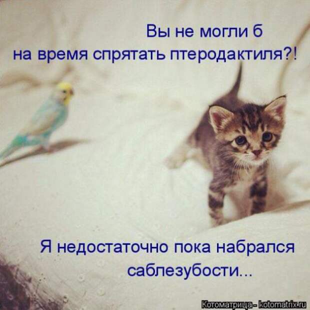 Котоматрицы(картинки с надписями)
