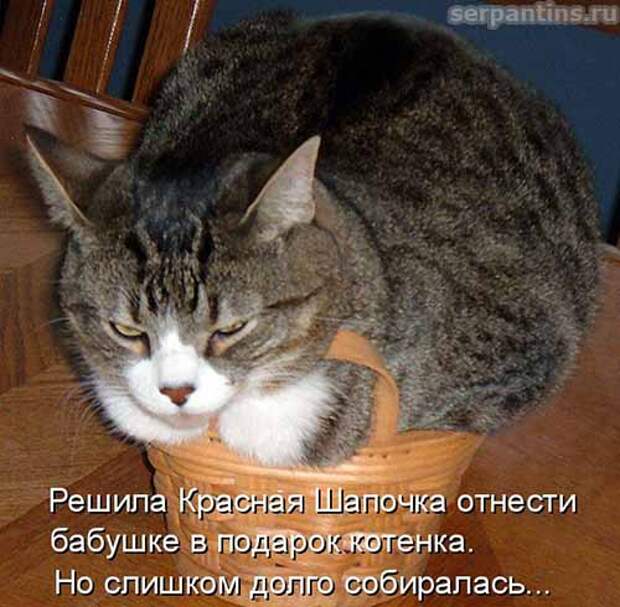 Кулинарные котоматрицы