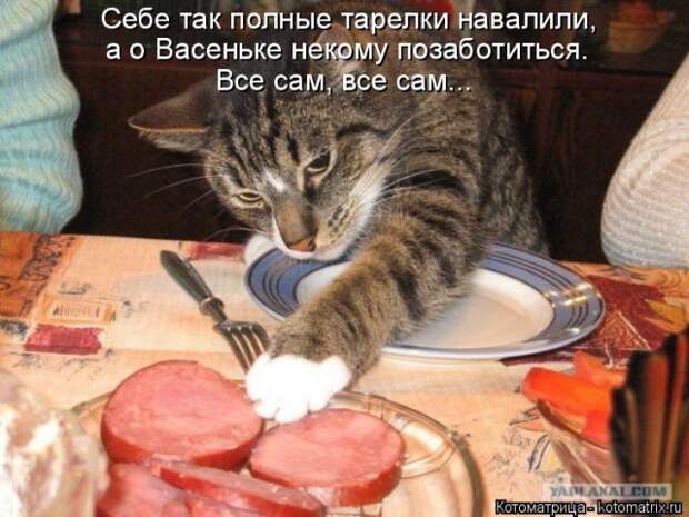 Лучшие котоматрицы недели (50 фото)