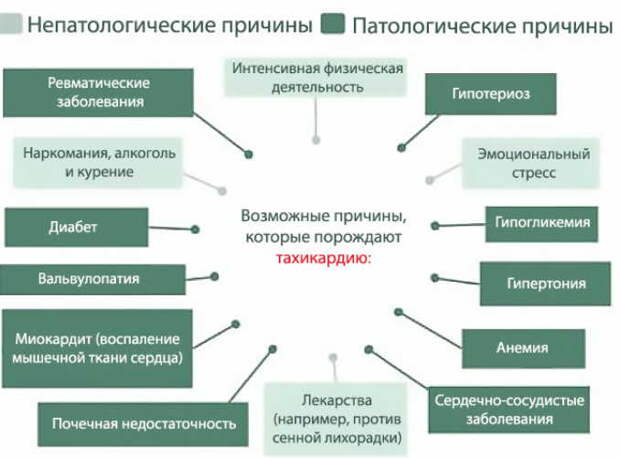 Девясиловое вино, спаржа и фиалка спасут от тахикардии: как легко победить болезнь!