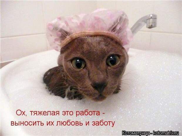 Котоматрицы(картинки с надписями)