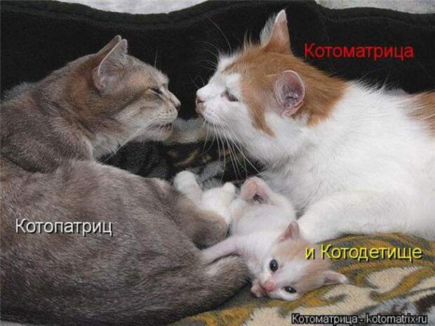 Котоматрицы(картинки с надписями)