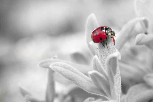 Насекомое. Фото: pixabay.com