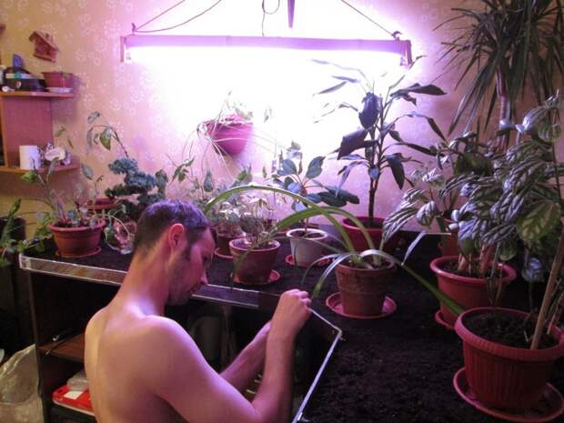 Домашняя оранжерея Зелены, растения, своими руками, сделай сам, флора