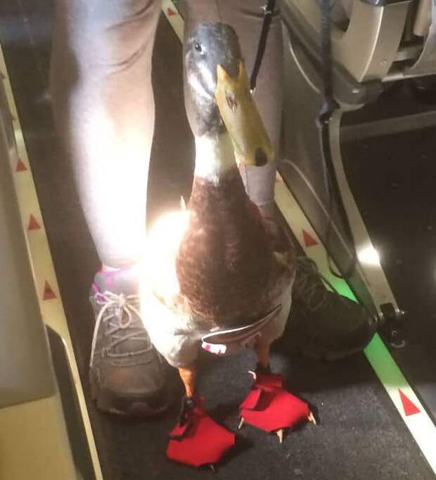 Daniel Is An Emotional Support Duck That Was Recently Seen On A Flight To Asheville