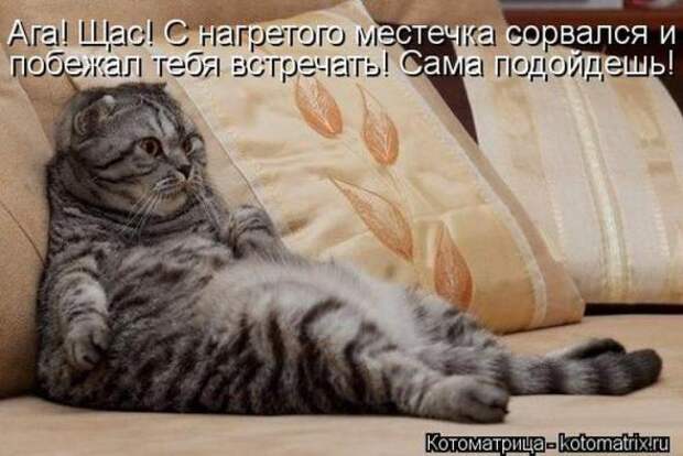 Котоматрицы (картинки с подписями)