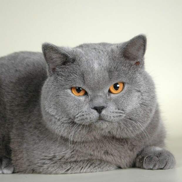 Британская короткошерстная котята., кошки, породы