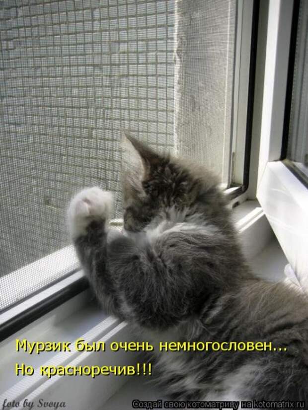 Лучшие котоматрицы недели (50 фото)