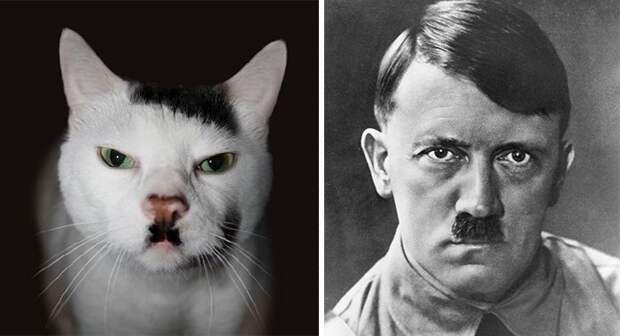 cat look like, коты похожие на знаменитостей, коты похожие на нечто другое