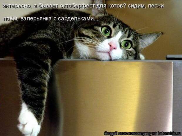 Котоматрицы(картинки с надписями)