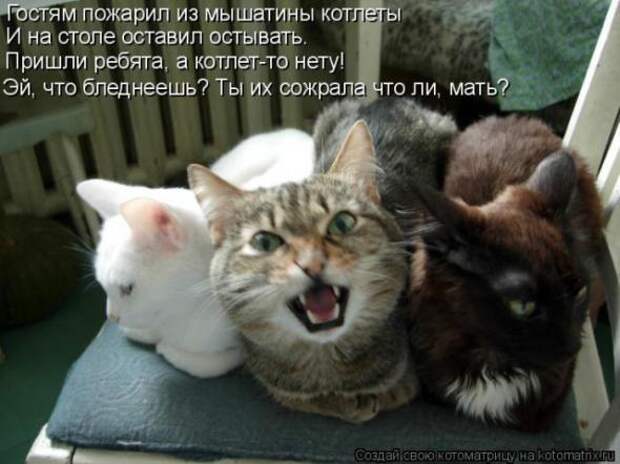 Котоматрицы(картинки с надписями)