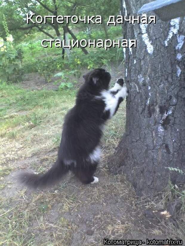 Лучшая котоматрица за неделю (32 фото)