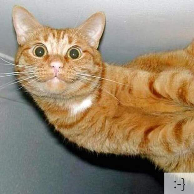 Котоэмоции