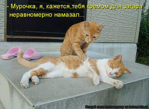 Котоматрицы (картинки с надписями)