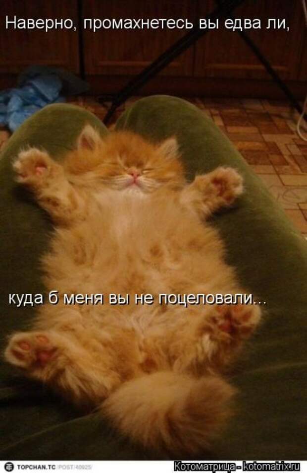 Котоматрицы (картинки с надписями)