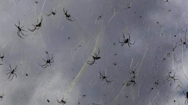 Тропические циклоны делают пауков более агрессивными