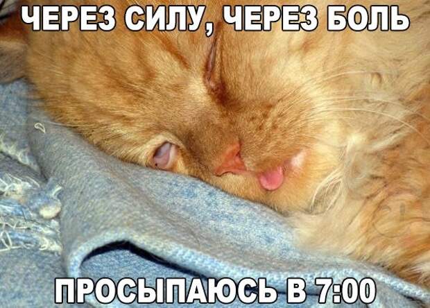 Смешные фото приколы и мемы с котами и кошками Смешные фото приколы и мемы с котами и кошками животные, коты, прикол, юмор