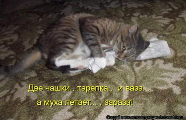 Котоматрицы(картинки с надписями)