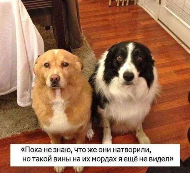 Немного о собаках картинки, собаки