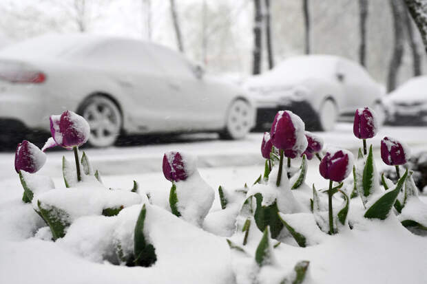 Метеовести: высота снежного покрова в Москве достигла 10 сантиметров