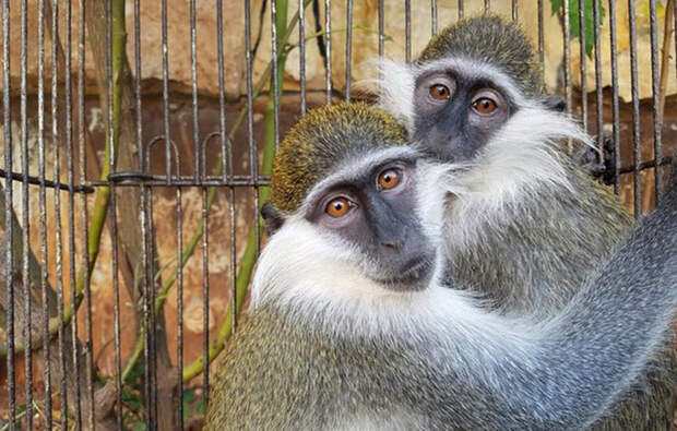 Две влюбленные обезьянки вместе пережили заточение.