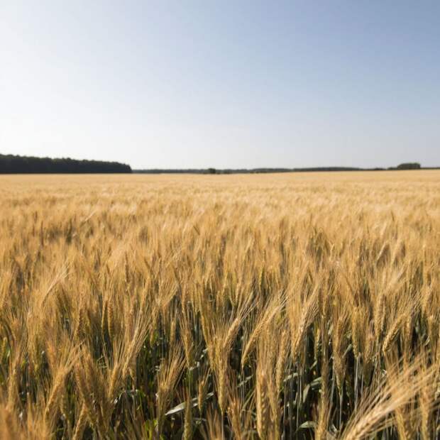 В Воловском районе Тулы предприниматель списал 3,1 тонны семян без документов