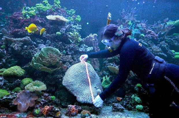 Измерение длины коралла