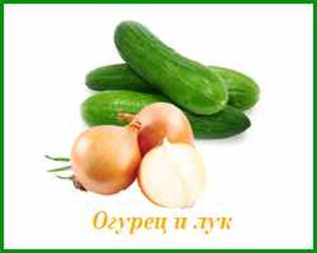 огурец хорошо растёт рядом с 