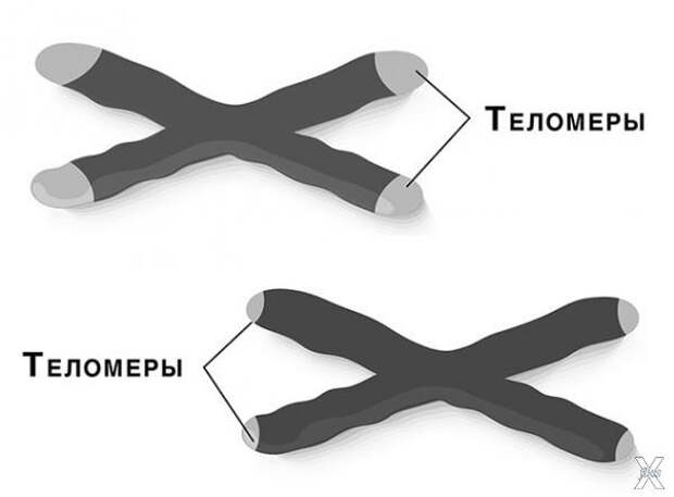 Теломеры и их уменьшение с возрастом