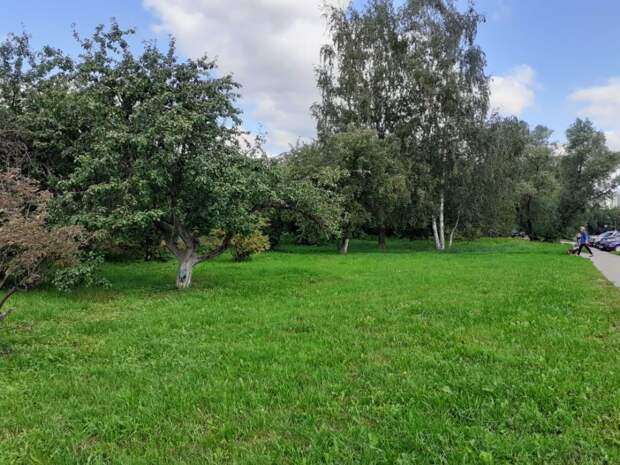 Яблоневый сад/предоставлено управой района Строгино