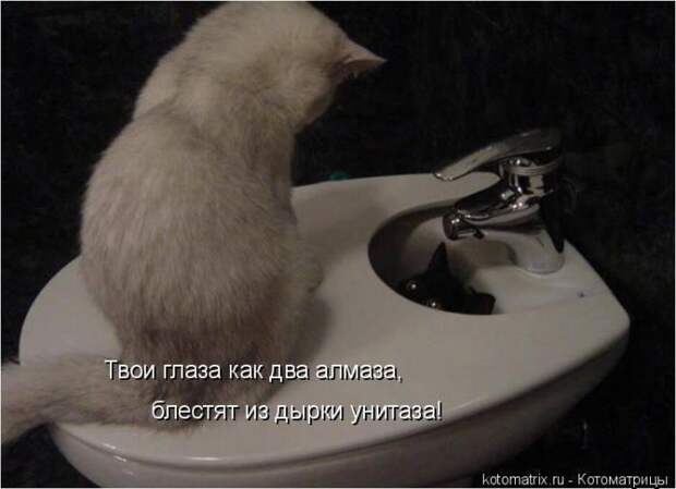 Лучшие котоматрицы недели (50 фото)