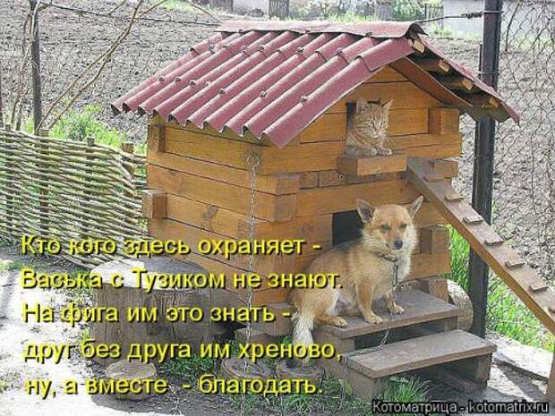 Свежая котоматрица (32 фото)