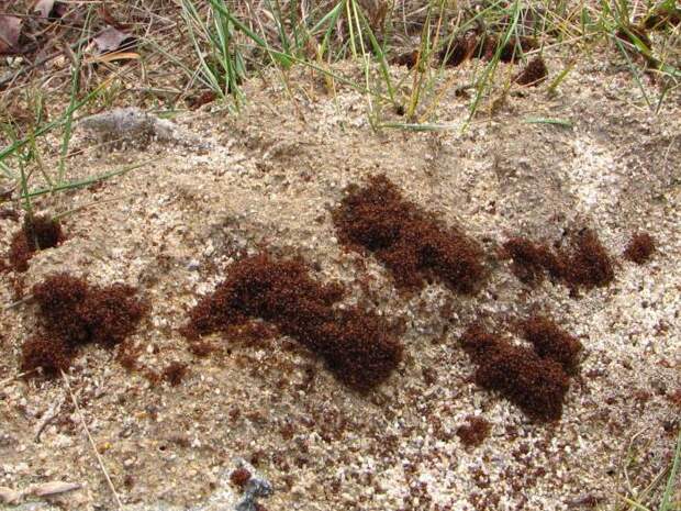 Огненные муравьи: описание и фото