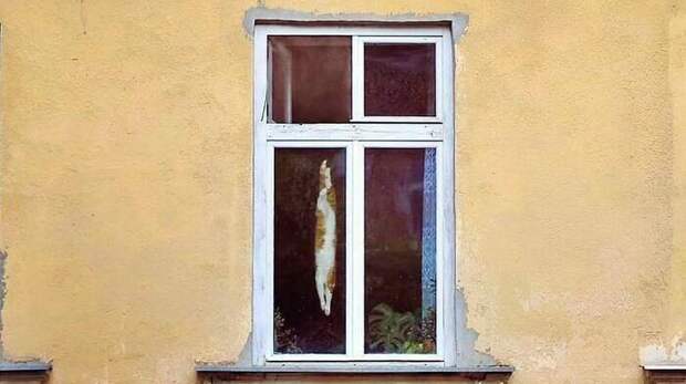 Смешные и загадочные коты в окнах. Выпуск 3