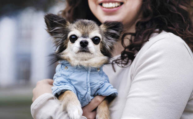 Почему собаки любят спать на вещах хозяина