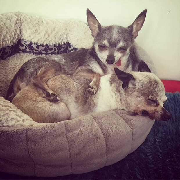senior-dog-adoption-chihuahua-julie-docherty-29