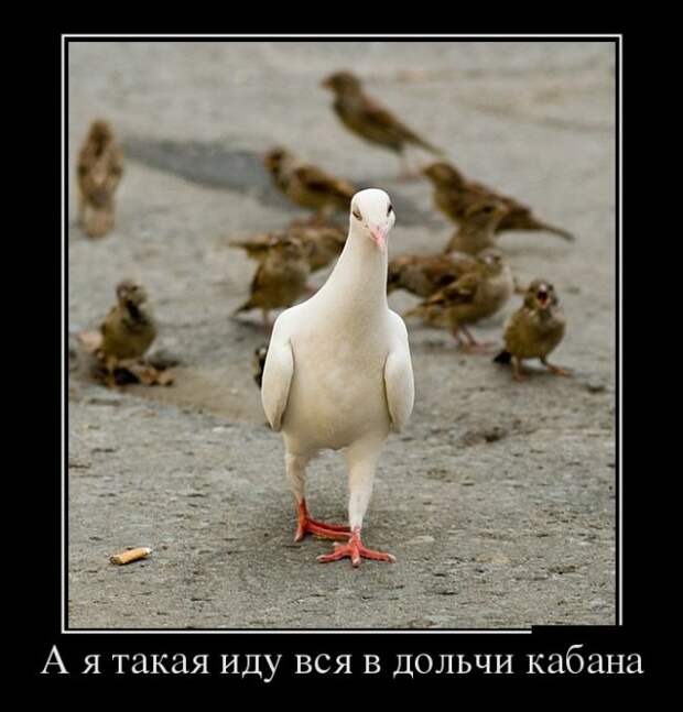 Демотиваторы