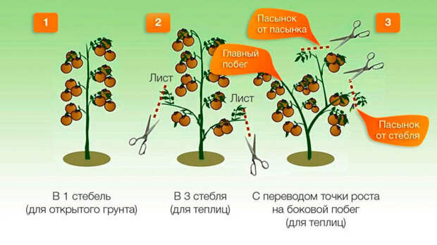 формирование томатов