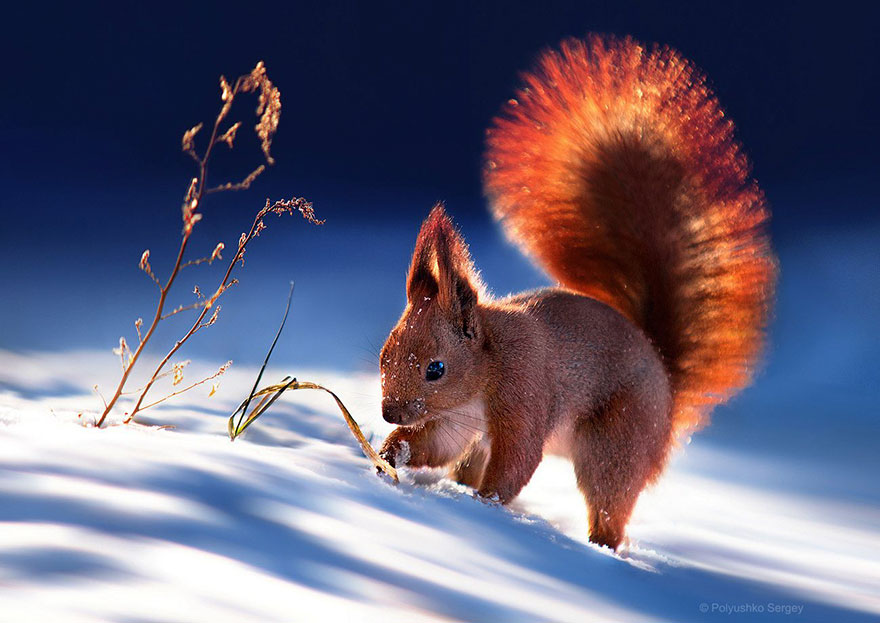 animal-portraits-sergey-polyushko-10-582b05db9e2ae__880